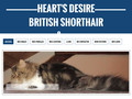 Détails : Heart's Desire, British Shorthair