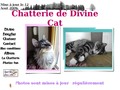 Détails : Chatterie de Divine Cat